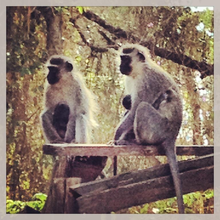 Jungle Monkey Backpackers Pansiyon Port Saint Johnʼs Dış mekan fotoğraf