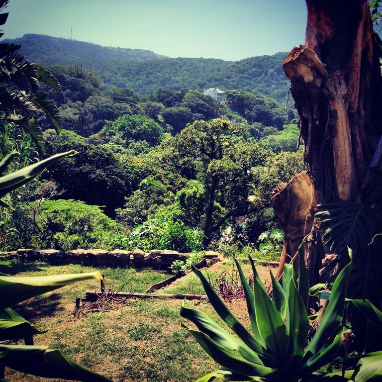 Jungle Monkey Backpackers Pansiyon Port Saint Johnʼs Dış mekan fotoğraf